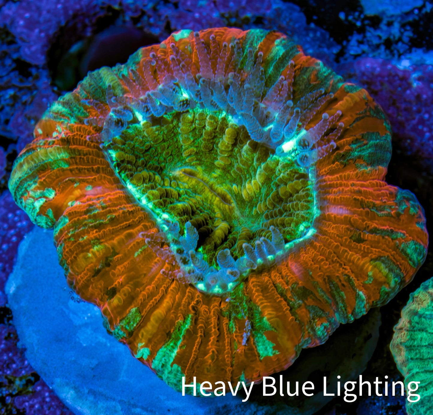 Trachyphyllia- Ultra Trachy WYSIWYG 2.5cm Trachyphyllia- Ultra Trachy WYSIWYG 2.5cm LPS Trachyphyllia- Ultra Trachy WYSIWYG 2.5cm Zeo Box Reef