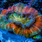 Trachyphyllia- Ultra Trachy WYSIWYG 2.5cm Trachyphyllia- Ultra Trachy WYSIWYG 2.5cm LPS Trachyphyllia- Ultra Trachy WYSIWYG 2.5cm Zeo Box Reef