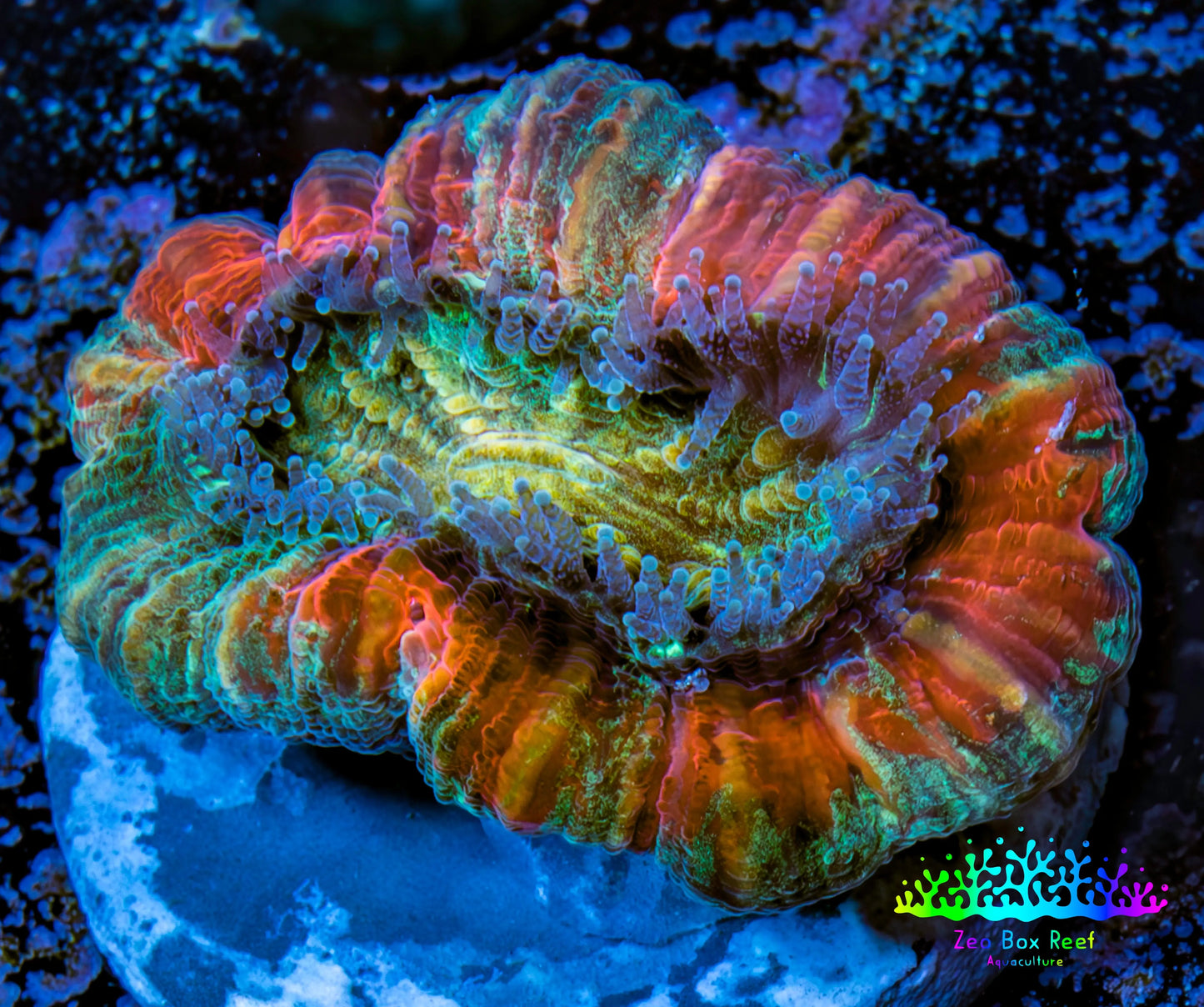 Trachyphyllia- Ultra Trachy WYSIWYG 2.5cm Trachyphyllia- Ultra Trachy WYSIWYG 2.5cm LPS Trachyphyllia- Ultra Trachy WYSIWYG 2.5cm Zeo Box Reef
