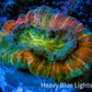 Trachyphyllia- Ultra Trachy WYSIWYG 2.5cm Trachyphyllia- Ultra Trachy WYSIWYG 2.5cm LPS Trachyphyllia- Ultra Trachy WYSIWYG 2.5cm Zeo Box Reef