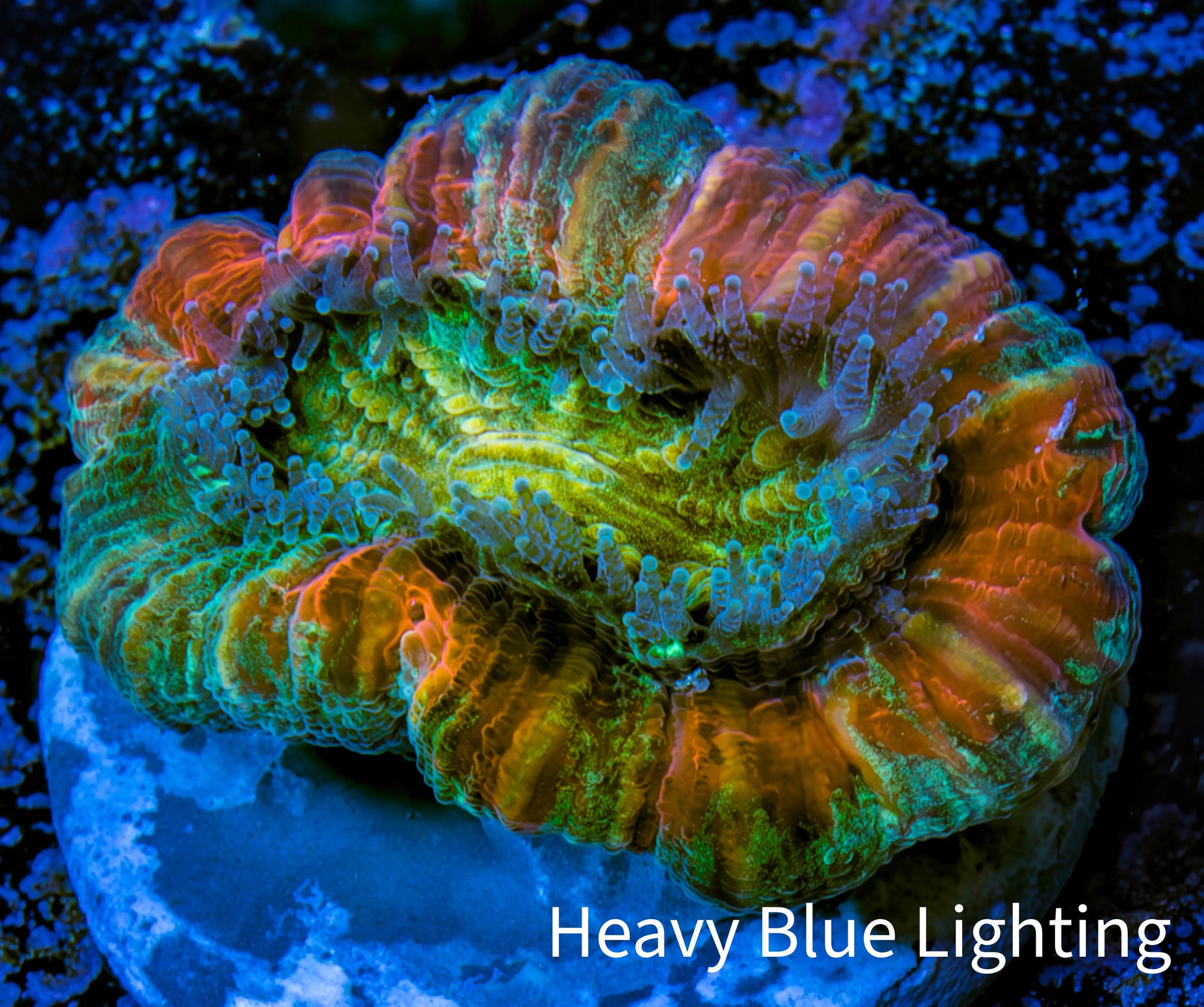 Trachyphyllia- Ultra Trachy WYSIWYG 2.5cm Trachyphyllia- Ultra Trachy WYSIWYG 2.5cm LPS Trachyphyllia- Ultra Trachy WYSIWYG 2.5cm Zeo Box Reef