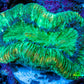 Trachyphyllia- Ultra Trachy WYSIWYG 3cm Trachyphyllia- Ultra Trachy WYSIWYG 3cm LPS Trachyphyllia- Ultra Trachy WYSIWYG 3cm Zeo Box Reef
