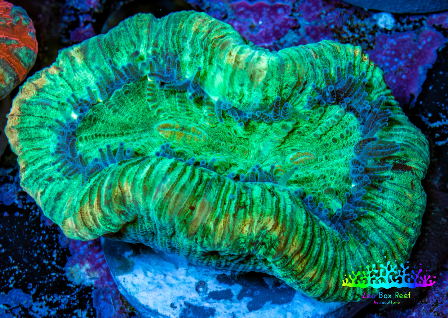 Trachyphyllia- Ultra Trachy WYSIWYG 3cm Trachyphyllia- Ultra Trachy WYSIWYG 3cm LPS Trachyphyllia- Ultra Trachy WYSIWYG 3cm Zeo Box Reef