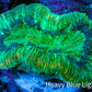 Trachyphyllia- Ultra Trachy WYSIWYG 3cm Trachyphyllia- Ultra Trachy WYSIWYG 3cm LPS Trachyphyllia- Ultra Trachy WYSIWYG 3cm Zeo Box Reef
