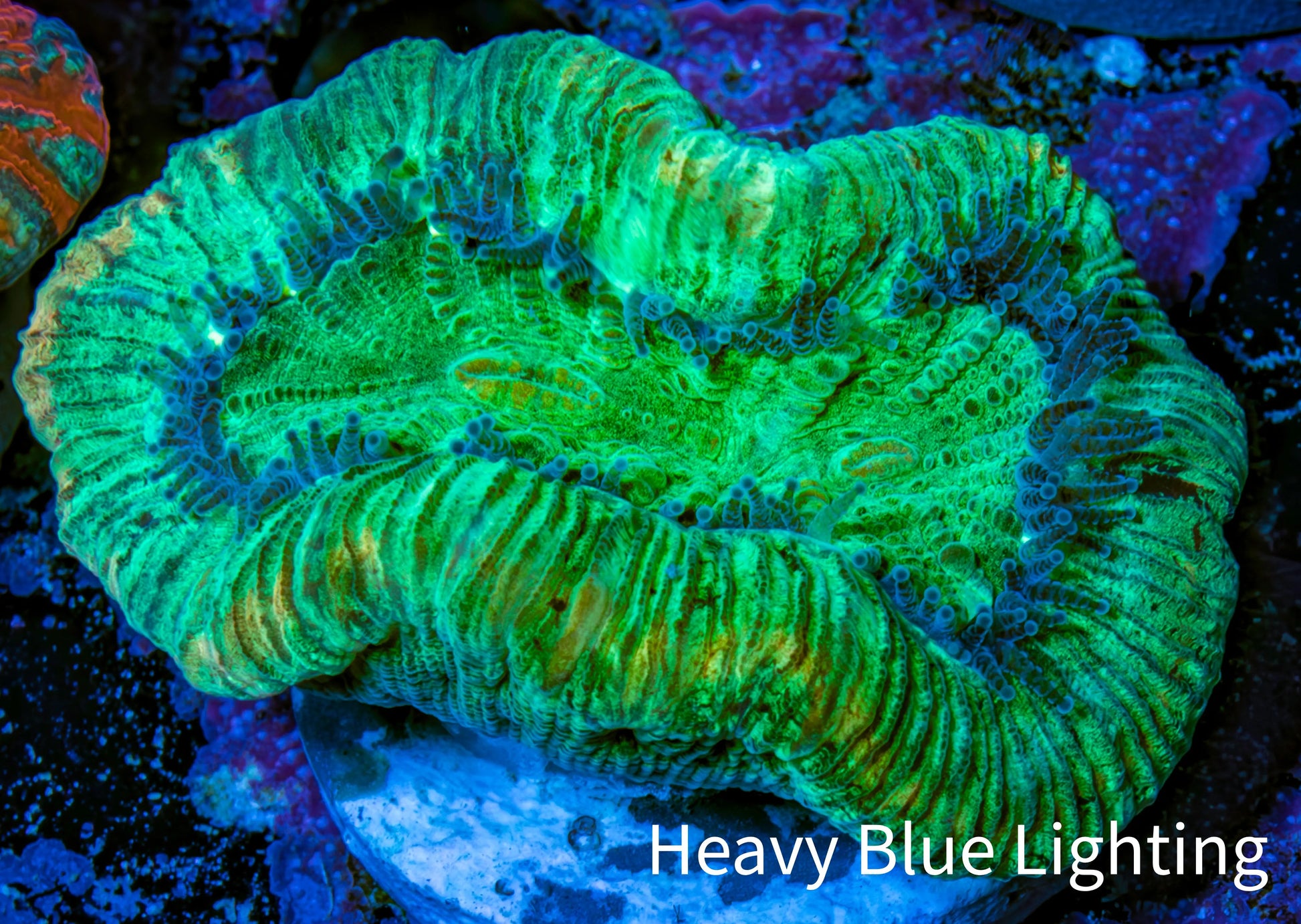 Trachyphyllia- Ultra Trachy WYSIWYG 3cm Trachyphyllia- Ultra Trachy WYSIWYG 3cm LPS Trachyphyllia- Ultra Trachy WYSIWYG 3cm Zeo Box Reef