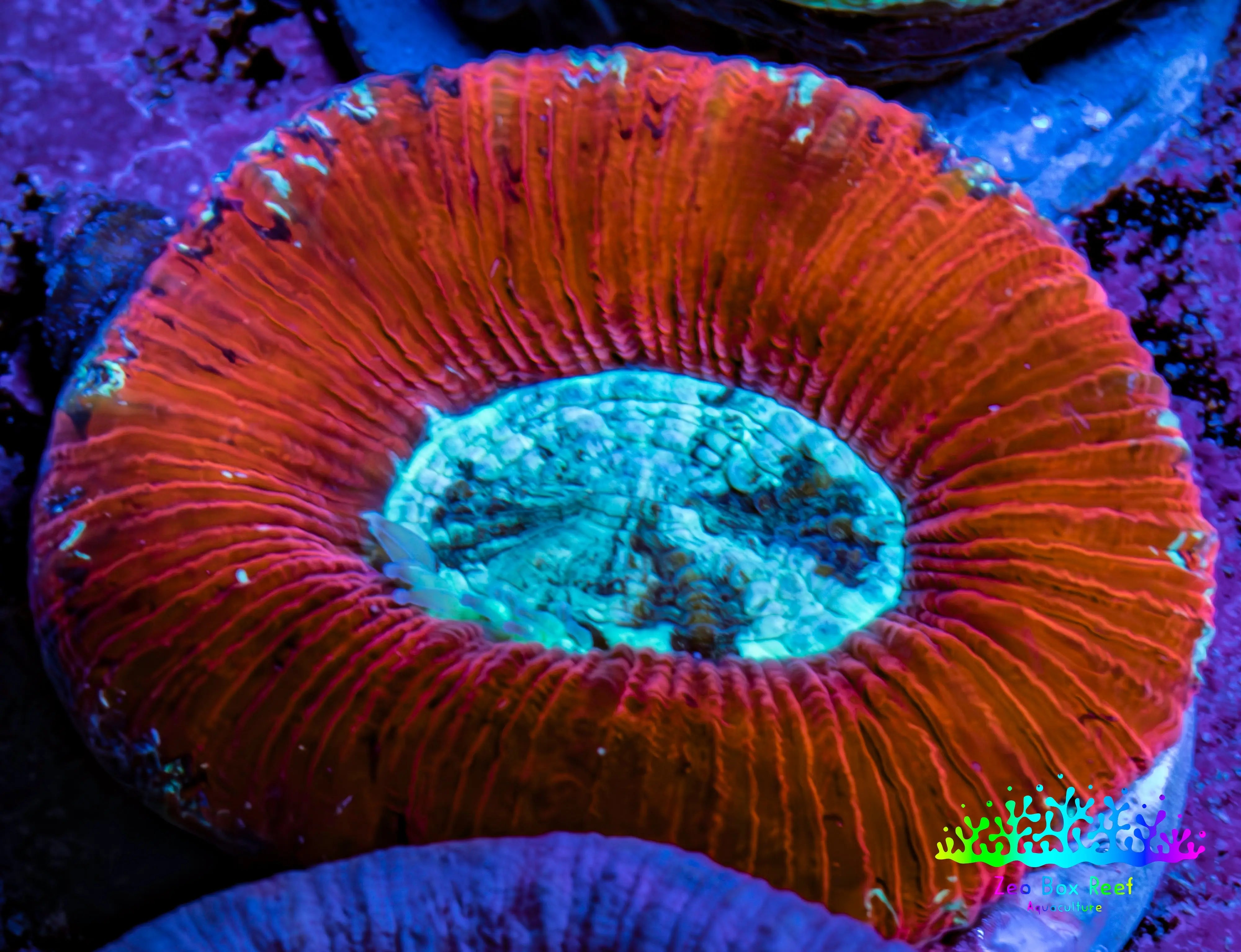 Ultra Trachy Red WYSIWYG 3cm | Fluorescent Green LPS | ZBR – Zeo Box ...
