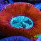 Trachyphyllia- Ultra Trachy WYSIWYG 3cm Trachyphyllia- Ultra Trachy WYSIWYG 3cm LPS Trachyphyllia- Ultra Trachy WYSIWYG 3cm Zeo Box Reef