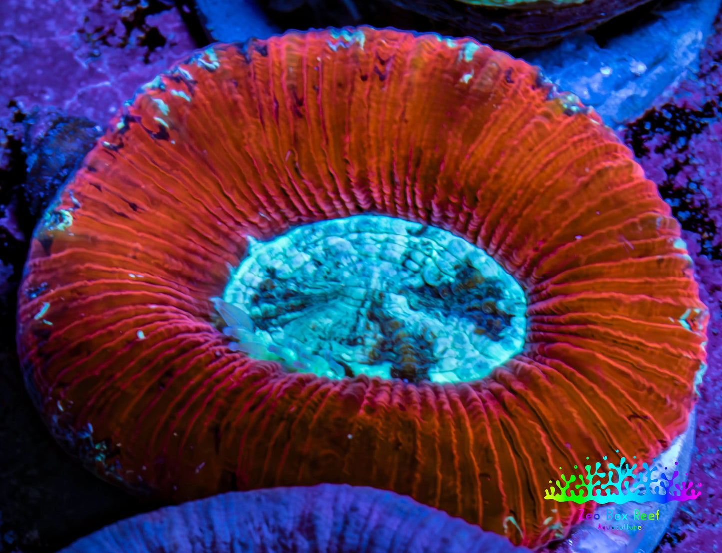 Trachyphyllia- Ultra Trachy WYSIWYG 3cm Trachyphyllia- Ultra Trachy WYSIWYG 3cm LPS Trachyphyllia- Ultra Trachy WYSIWYG 3cm Zeo Box Reef