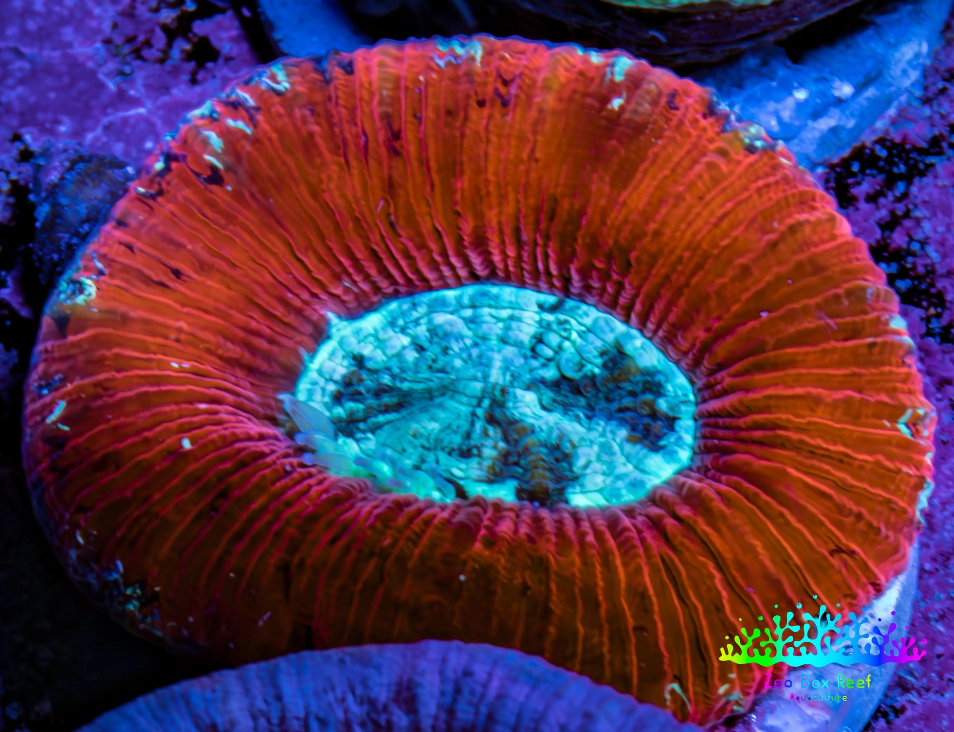 Trachyphyllia- Ultra Trachy WYSIWYG 3cm Trachyphyllia- Ultra Trachy WYSIWYG 3cm LPS Trachyphyllia- Ultra Trachy WYSIWYG 3cm Zeo Box Reef