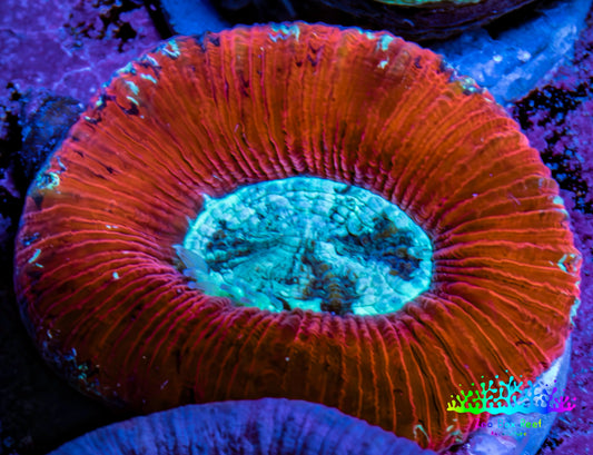 Trachyphyllia- Ultra Trachy WYSIWYG 3cm Trachyphyllia- Ultra Trachy WYSIWYG 3cm LPS Trachyphyllia- Ultra Trachy WYSIWYG 3cm Zeo Box Reef