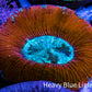 Trachyphyllia- Ultra Trachy WYSIWYG 3cm Trachyphyllia- Ultra Trachy WYSIWYG 3cm LPS Trachyphyllia- Ultra Trachy WYSIWYG 3cm Zeo Box Reef