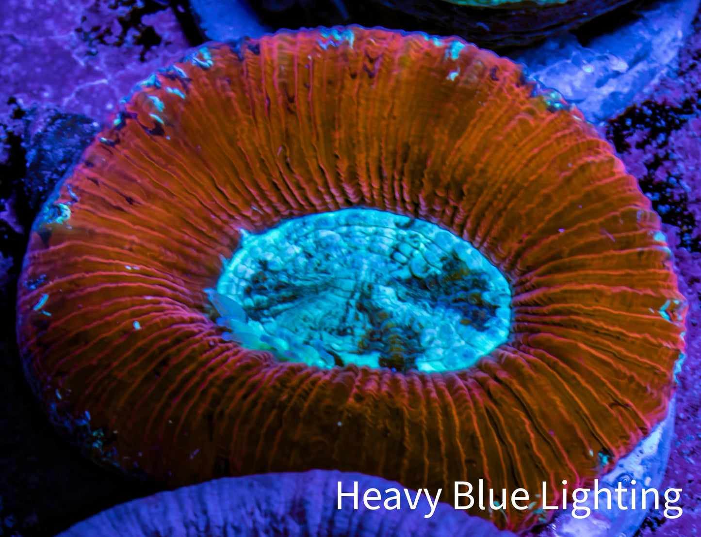Trachyphyllia- Ultra Trachy WYSIWYG 3cm Trachyphyllia- Ultra Trachy WYSIWYG 3cm LPS Trachyphyllia- Ultra Trachy WYSIWYG 3cm Zeo Box Reef