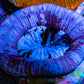 Trachyphyllia- Ultra Trachy WYSIWYG 4cm Trachyphyllia- Ultra Trachy WYSIWYG 4cm LPS Trachyphyllia- Ultra Trachy WYSIWYG 4cm Zeo Box Reef