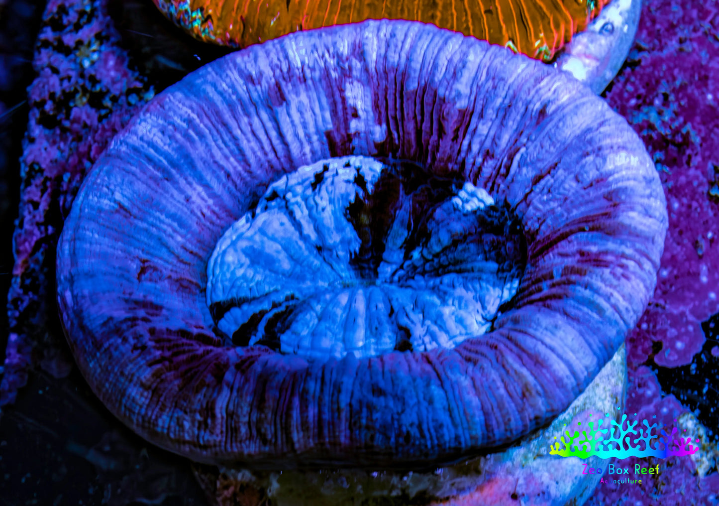Trachyphyllia- Ultra Trachy WYSIWYG 4cm Trachyphyllia- Ultra Trachy WYSIWYG 4cm LPS Trachyphyllia- Ultra Trachy WYSIWYG 4cm Zeo Box Reef