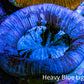 Trachyphyllia- Ultra Trachy WYSIWYG 4cm Trachyphyllia- Ultra Trachy WYSIWYG 4cm LPS Trachyphyllia- Ultra Trachy WYSIWYG 4cm Zeo Box Reef