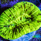 Trachyphyllia- Ultra Trachy WYSIWYG 4cm Trachyphyllia- Ultra Trachy WYSIWYG 4cm LPS Trachyphyllia- Ultra Trachy WYSIWYG 4cm Zeo Box Reef