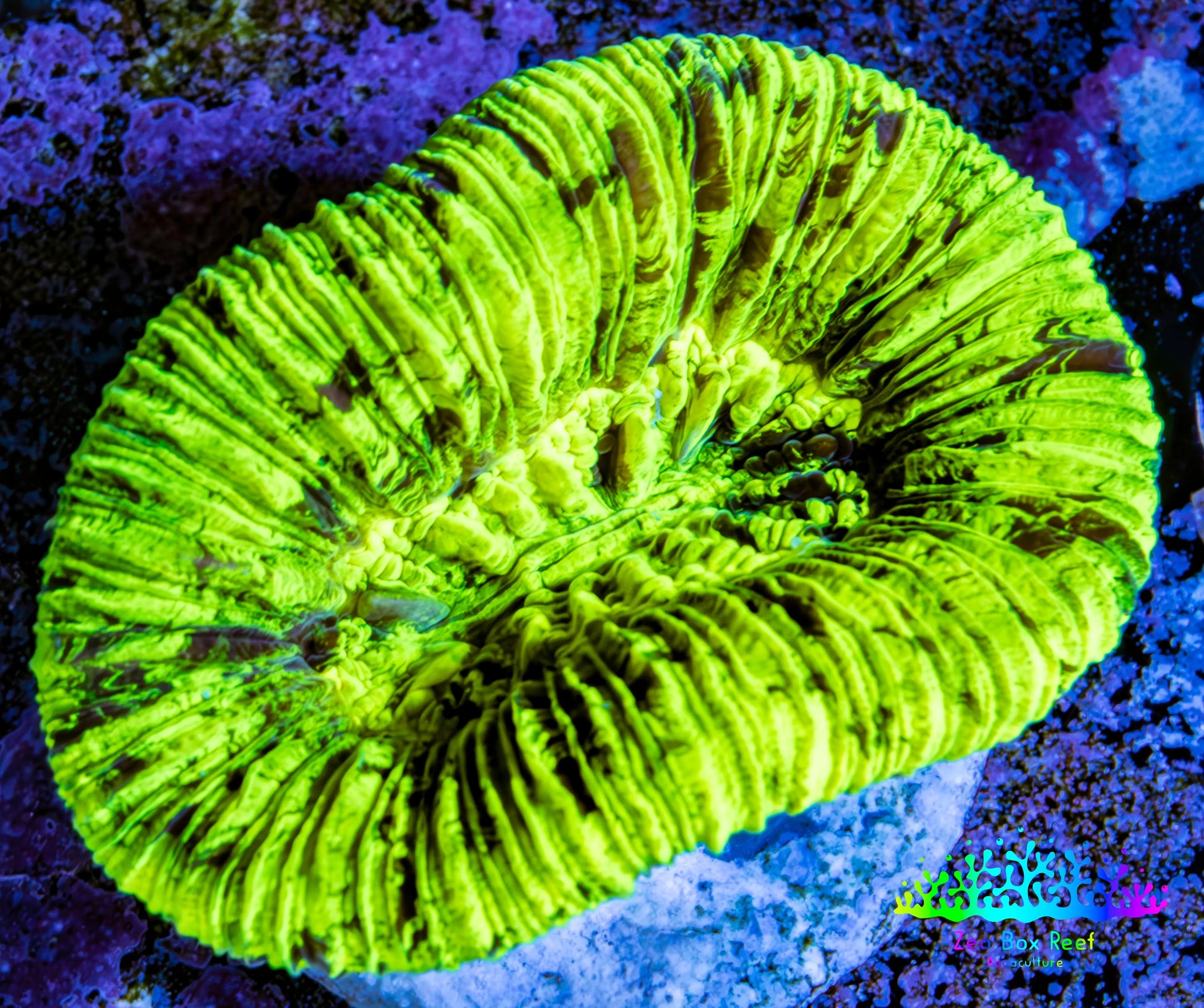 Trachyphyllia- Ultra Trachy WYSIWYG 4cm Trachyphyllia- Ultra Trachy WYSIWYG 4cm LPS Trachyphyllia- Ultra Trachy WYSIWYG 4cm Zeo Box Reef
