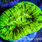 Trachyphyllia- Ultra Trachy WYSIWYG 4cm Trachyphyllia- Ultra Trachy WYSIWYG 4cm LPS Trachyphyllia- Ultra Trachy WYSIWYG 4cm Zeo Box Reef