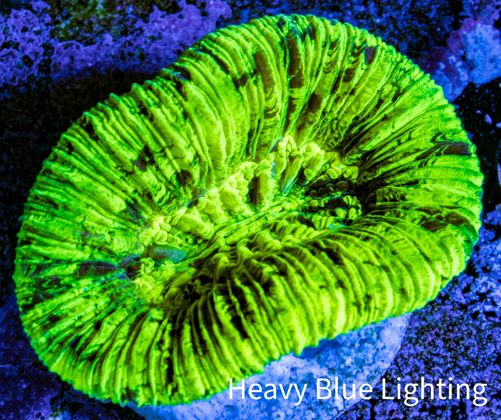 Trachyphyllia- Ultra Trachy WYSIWYG 4cm Trachyphyllia- Ultra Trachy WYSIWYG 4cm LPS Trachyphyllia- Ultra Trachy WYSIWYG 4cm Zeo Box Reef