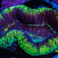 Trachyphyllia- Ultra Trachy WYSIWYG 5cm Trachyphyllia- Ultra Trachy WYSIWYG 5cm LPS Trachyphyllia- Ultra Trachy WYSIWYG 5cm Zeo Box Reef