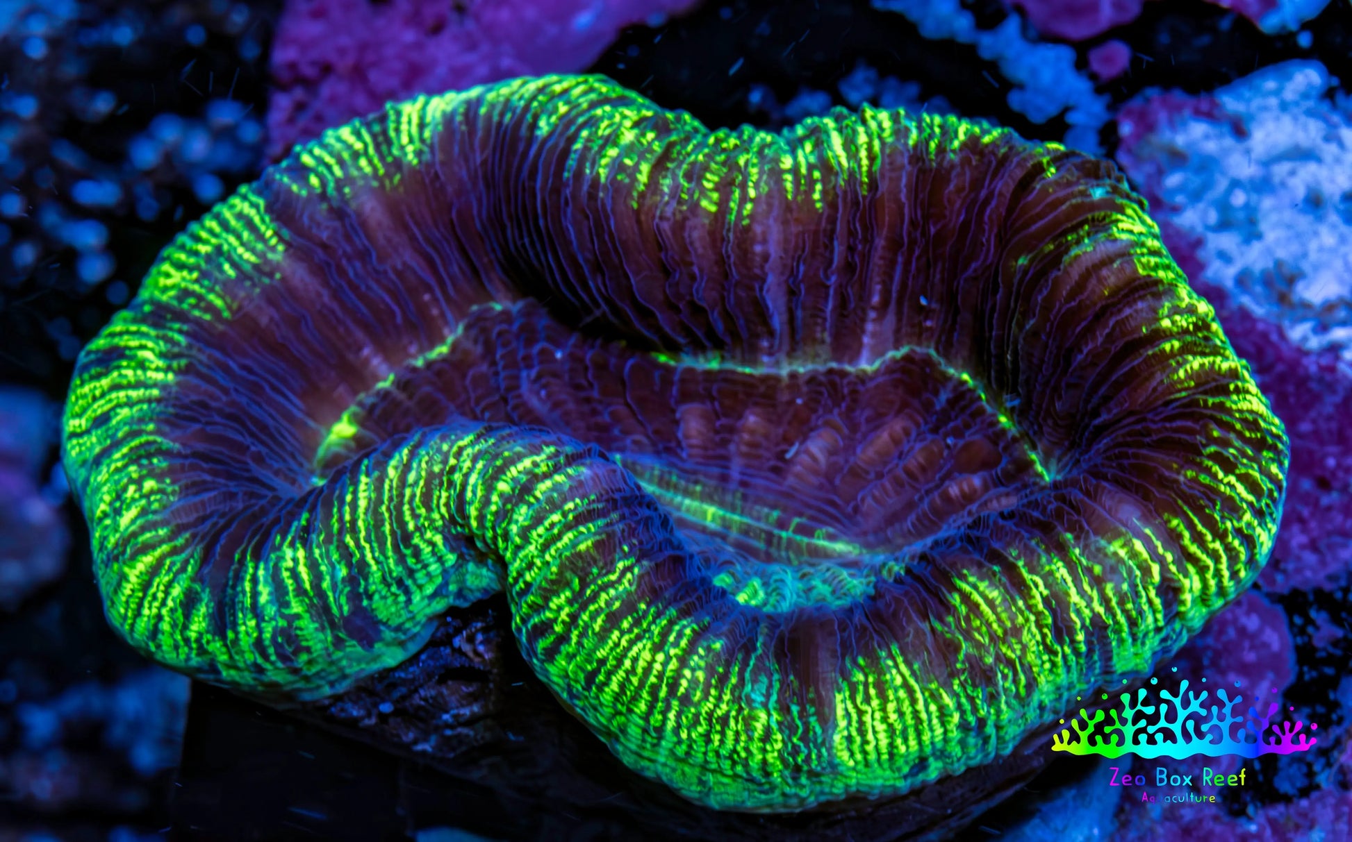 Trachyphyllia- Ultra Trachy WYSIWYG 5cm Trachyphyllia- Ultra Trachy WYSIWYG 5cm LPS Trachyphyllia- Ultra Trachy WYSIWYG 5cm Zeo Box Reef