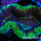 Trachyphyllia- Ultra Trachy WYSIWYG 5cm Trachyphyllia- Ultra Trachy WYSIWYG 5cm LPS Trachyphyllia- Ultra Trachy WYSIWYG 5cm Zeo Box Reef