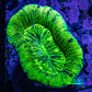 Trachyphyllia- Ultra Trachy WYSIWYG 5cm Trachyphyllia- Ultra Trachy WYSIWYG 5cm LPS Trachyphyllia- Ultra Trachy WYSIWYG 5cm Zeo Box Reef