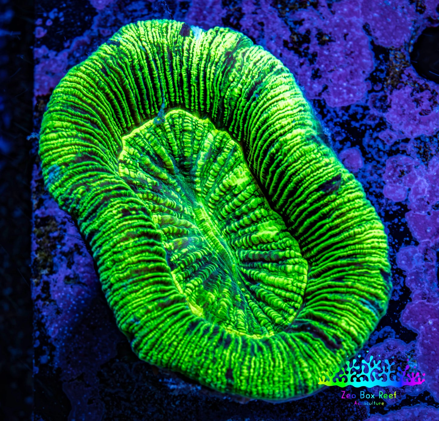 Trachyphyllia- Ultra Trachy WYSIWYG 5cm Trachyphyllia- Ultra Trachy WYSIWYG 5cm LPS Trachyphyllia- Ultra Trachy WYSIWYG 5cm Zeo Box Reef
