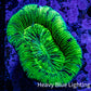 Trachyphyllia- Ultra Trachy WYSIWYG 5cm Trachyphyllia- Ultra Trachy WYSIWYG 5cm LPS Trachyphyllia- Ultra Trachy WYSIWYG 5cm Zeo Box Reef