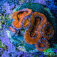 Ultra Acan Coral Frag WYSIWYG B11R2B2 Ultra Acan Coral Frag WYSIWYG B11R2B2 LPS Coral Ultra Acan Coral Frag WYSIWYG B11R2B2 Zeo Box Reef