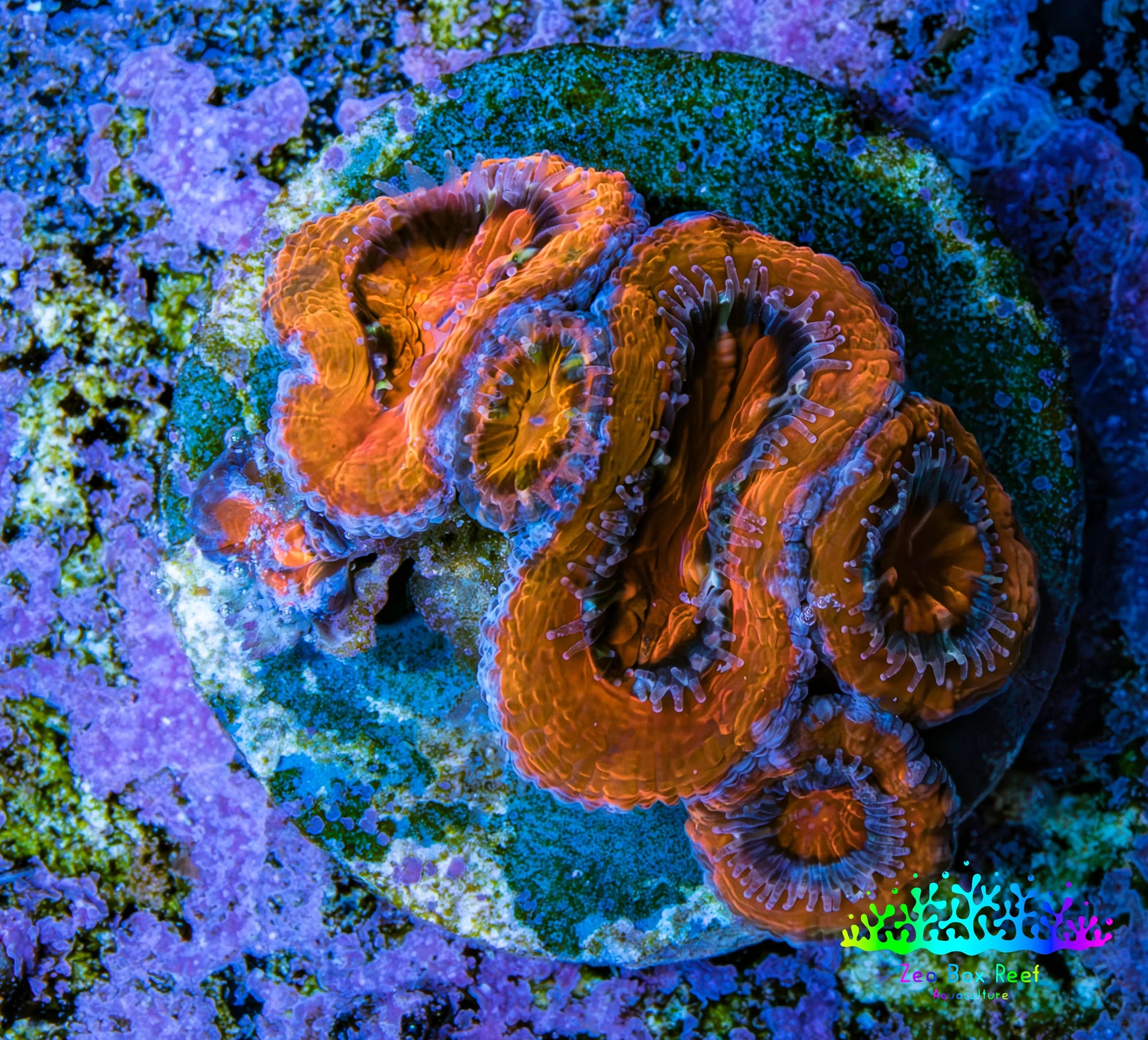 Ultra Acan Coral Frag WYSIWYG B11R2B2 Ultra Acan Coral Frag WYSIWYG B11R2B2 LPS Coral Ultra Acan Coral Frag WYSIWYG B11R2B2 Zeo Box Reef