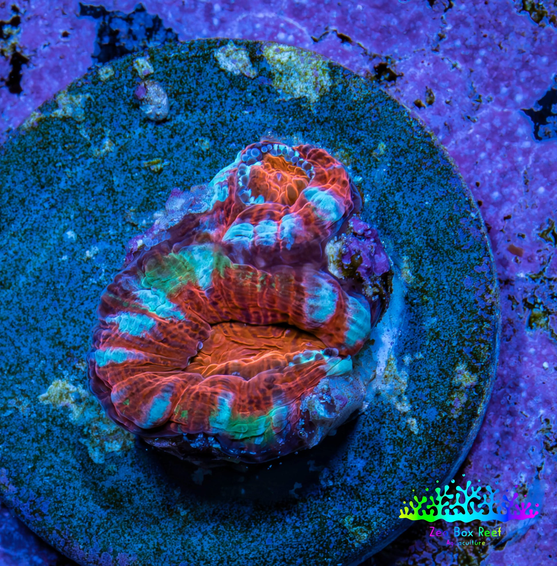 Ultra Acan Coral Frag WYSIWYG B1R2B2 Ultra Acan Coral Frag WYSIWYG B1R2B2 LPS Coral Ultra Acan Coral Frag WYSIWYG B1R2B2 Zeo Box Reef