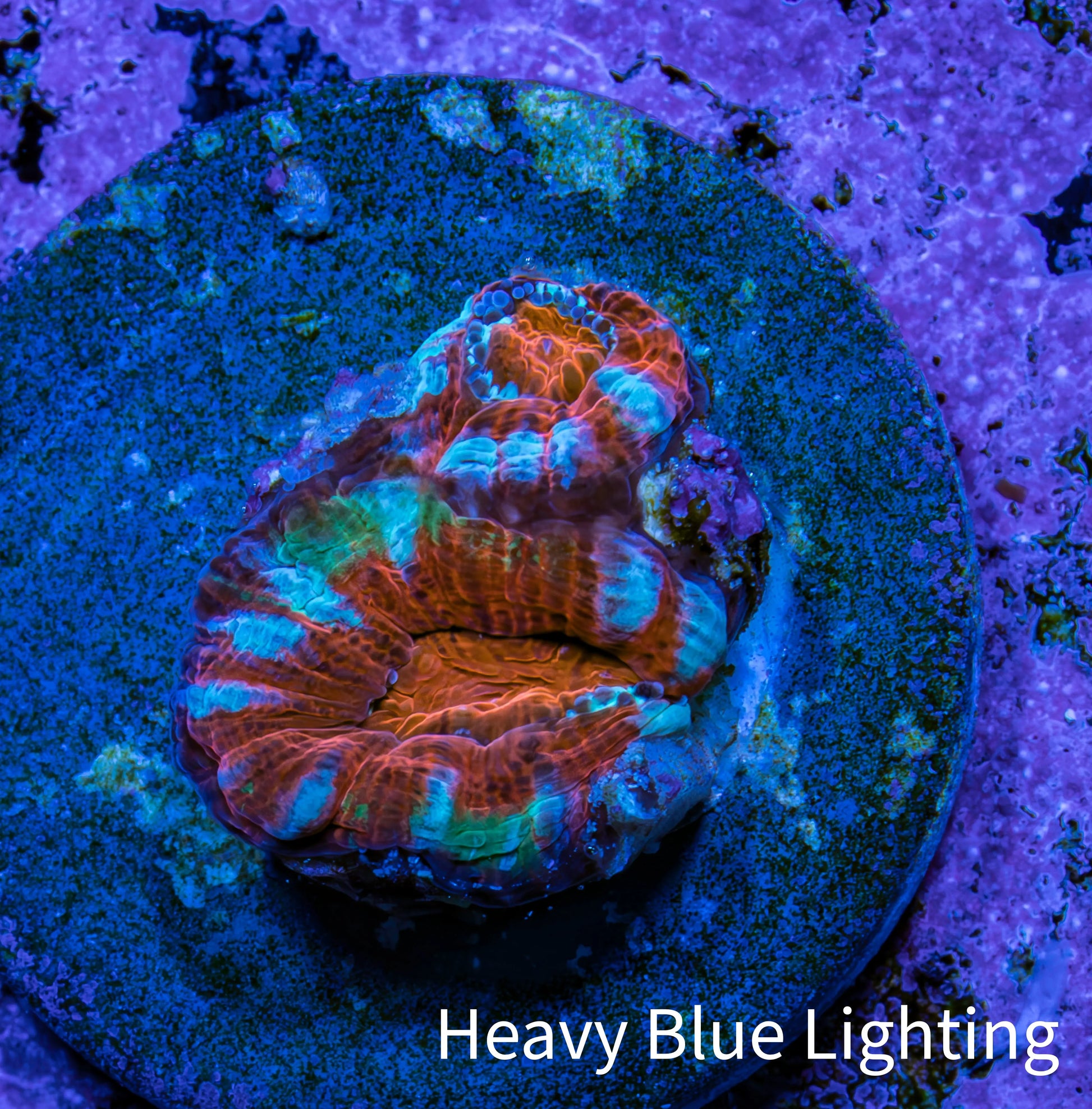 Ultra Acan Coral Frag WYSIWYG B1R2B2 Ultra Acan Coral Frag WYSIWYG B1R2B2 LPS Coral Ultra Acan Coral Frag WYSIWYG B1R2B2 Zeo Box Reef