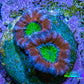 Ultra Acan Coral Frag WYSIWYG B2R2B2 Ultra Acan Coral Frag WYSIWYG B2R2B2 LPS Coral Ultra Acan Coral Frag WYSIWYG B2R2B2 Zeo Box Reef