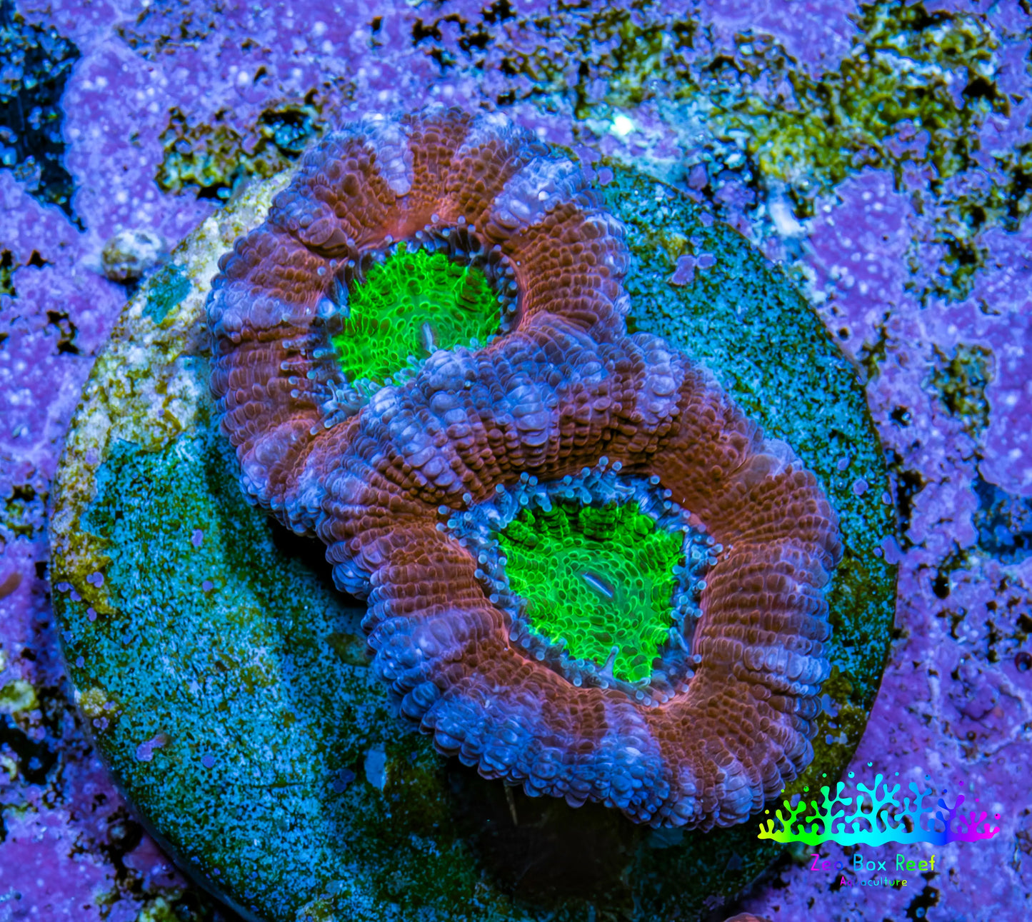 Ultra Acan Coral Frag WYSIWYG B2R2B2 Ultra Acan Coral Frag WYSIWYG B2R2B2 LPS Coral Ultra Acan Coral Frag WYSIWYG B2R2B2 Zeo Box Reef