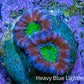 Ultra Acan Coral Frag WYSIWYG B2R2B2 Ultra Acan Coral Frag WYSIWYG B2R2B2 LPS Coral Ultra Acan Coral Frag WYSIWYG B2R2B2 Zeo Box Reef