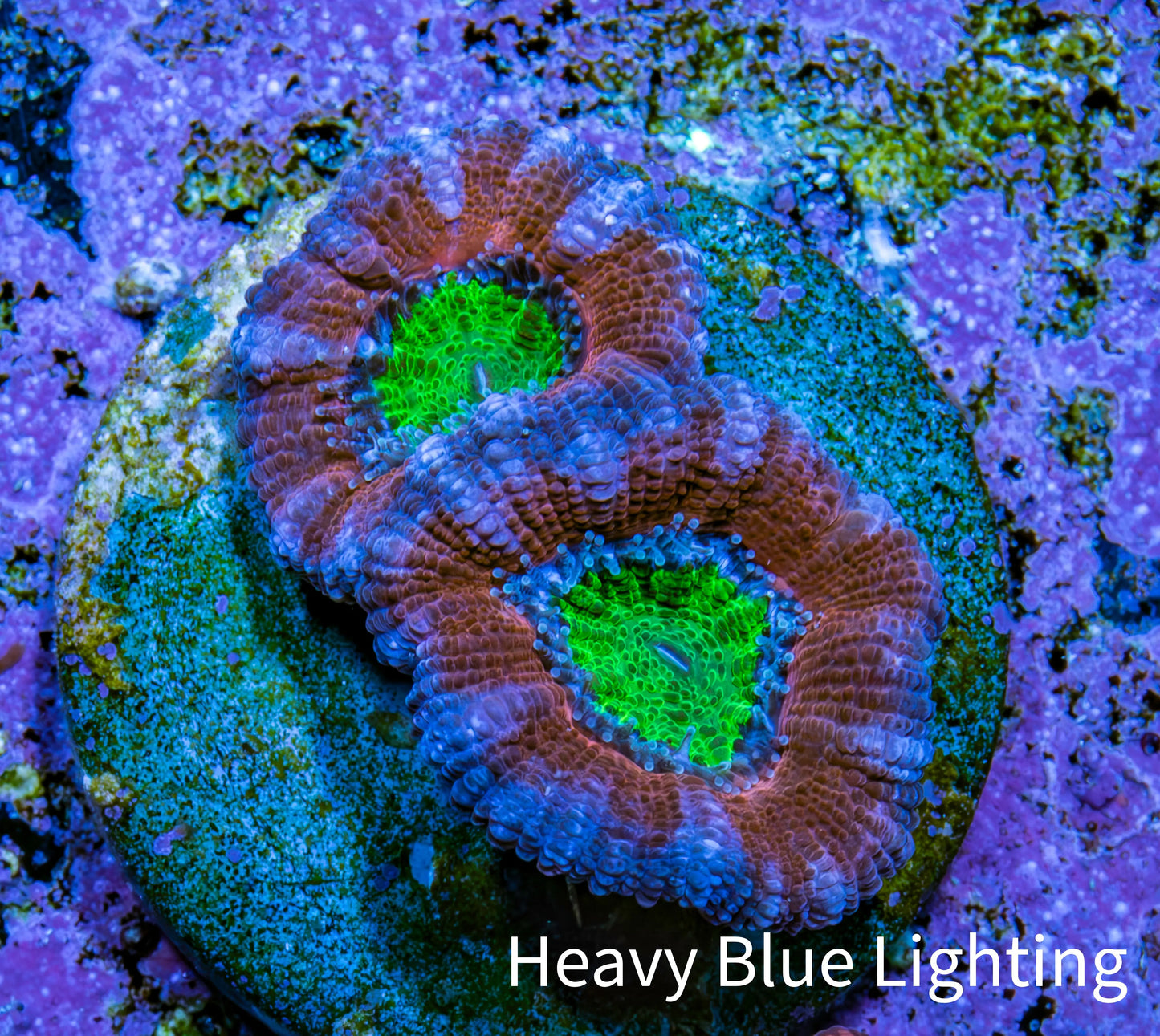 Ultra Acan Coral Frag WYSIWYG B2R2B2 Ultra Acan Coral Frag WYSIWYG B2R2B2 LPS Coral Ultra Acan Coral Frag WYSIWYG B2R2B2 Zeo Box Reef