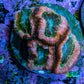 Ultra Acan Coral Frag WYSIWYG C111R2B2 Ultra Acan Coral Frag WYSIWYG C111R2B2 LPS Coral Ultra Acan Coral Frag WYSIWYG C111R2B2 Zeo Box Reef