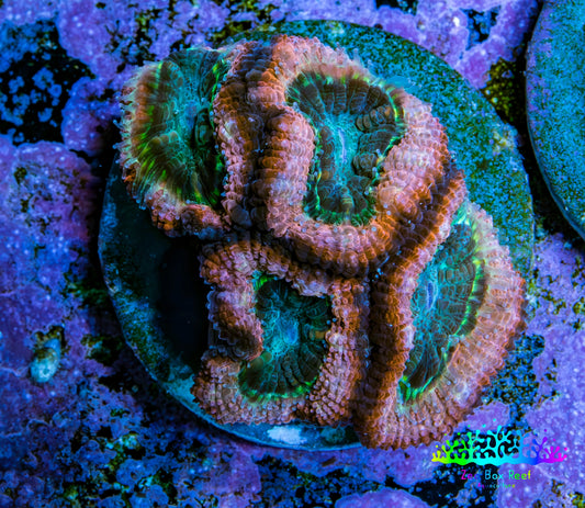 Ultra Acan Coral Frag WYSIWYG C111R2B2 Ultra Acan Coral Frag WYSIWYG C111R2B2 LPS Coral Ultra Acan Coral Frag WYSIWYG C111R2B2 Zeo Box Reef