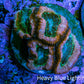 Ultra Acan Coral Frag WYSIWYG C111R2B2 Ultra Acan Coral Frag WYSIWYG C111R2B2 LPS Coral Ultra Acan Coral Frag WYSIWYG C111R2B2 Zeo Box Reef