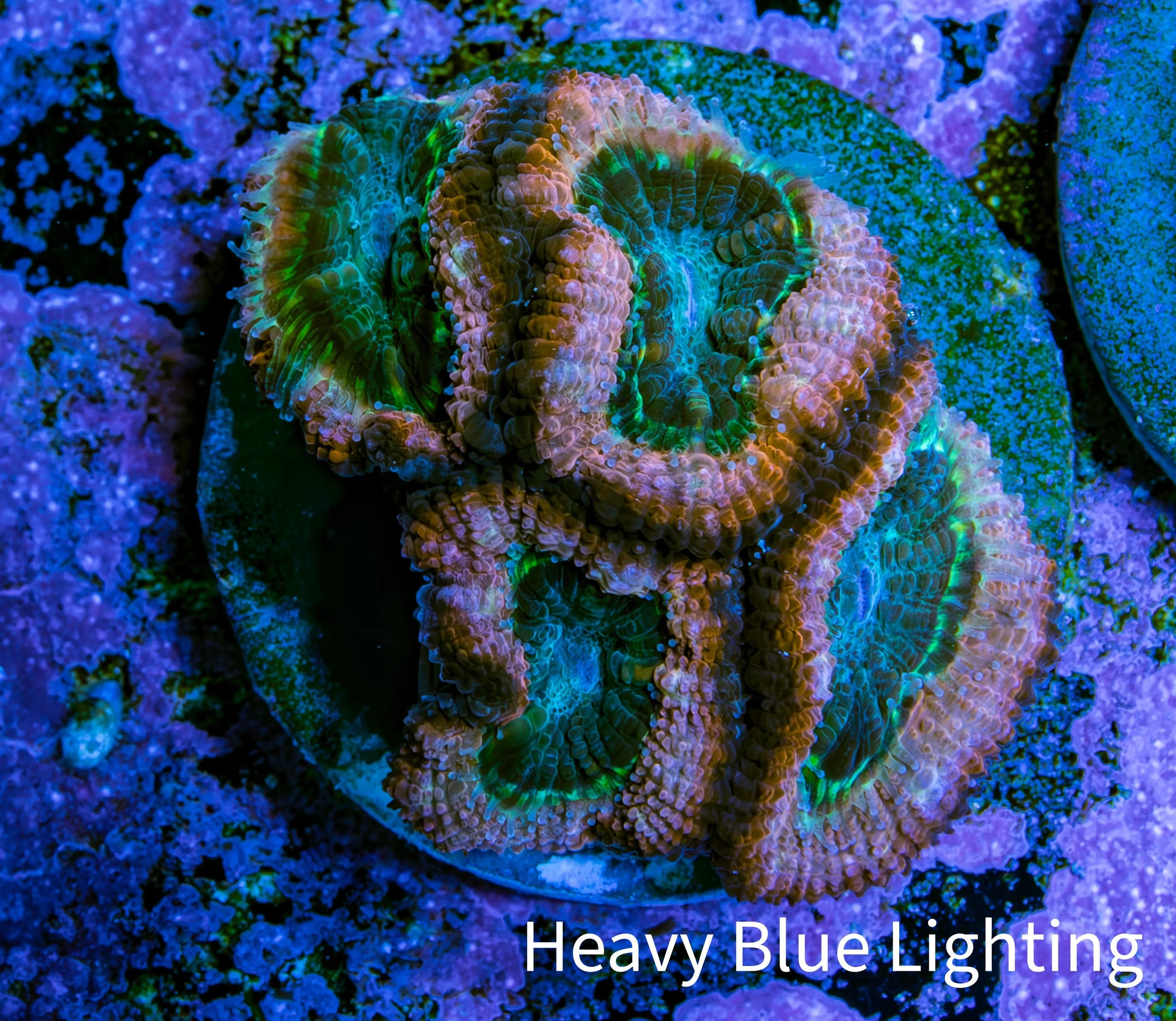 Ultra Acan Coral Frag WYSIWYG C111R2B2 Ultra Acan Coral Frag WYSIWYG C111R2B2 LPS Coral Ultra Acan Coral Frag WYSIWYG C111R2B2 Zeo Box Reef