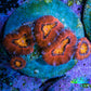 Ultra Acan Coral Frag WYSIWYG C21R2B2 Ultra Acan Coral Frag WYSIWYG C21R2B2 LPS Coral Ultra Acan Coral Frag WYSIWYG C21R2B2 Zeo Box Reef