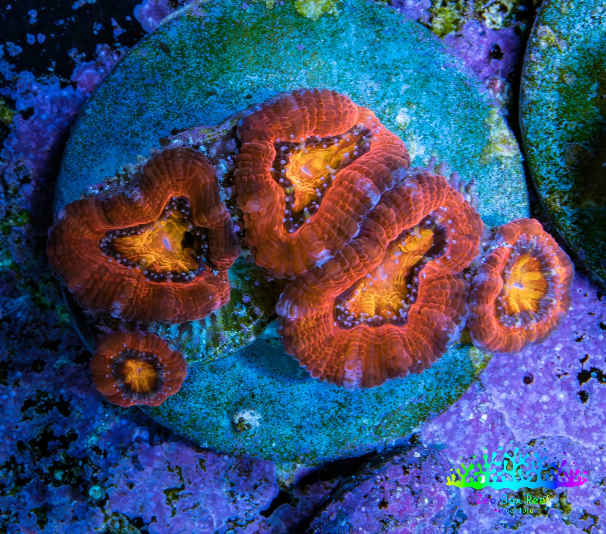 Ultra Acan Coral Frag WYSIWYG C21R2B2 Ultra Acan Coral Frag WYSIWYG C21R2B2 LPS Coral Ultra Acan Coral Frag WYSIWYG C21R2B2 Zeo Box Reef