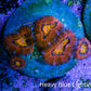 Ultra Acan Coral Frag WYSIWYG C21R2B2 Ultra Acan Coral Frag WYSIWYG C21R2B2 LPS Coral Ultra Acan Coral Frag WYSIWYG C21R2B2 Zeo Box Reef