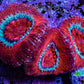 Ultra Acan Coral Frag WYSIWYG E1R2B1 Ultra Acan Coral Frag WYSIWYG E1R2B1 LPS Coral Ultra Acan Coral Frag WYSIWYG E1R2B1 Zeo Box Reef