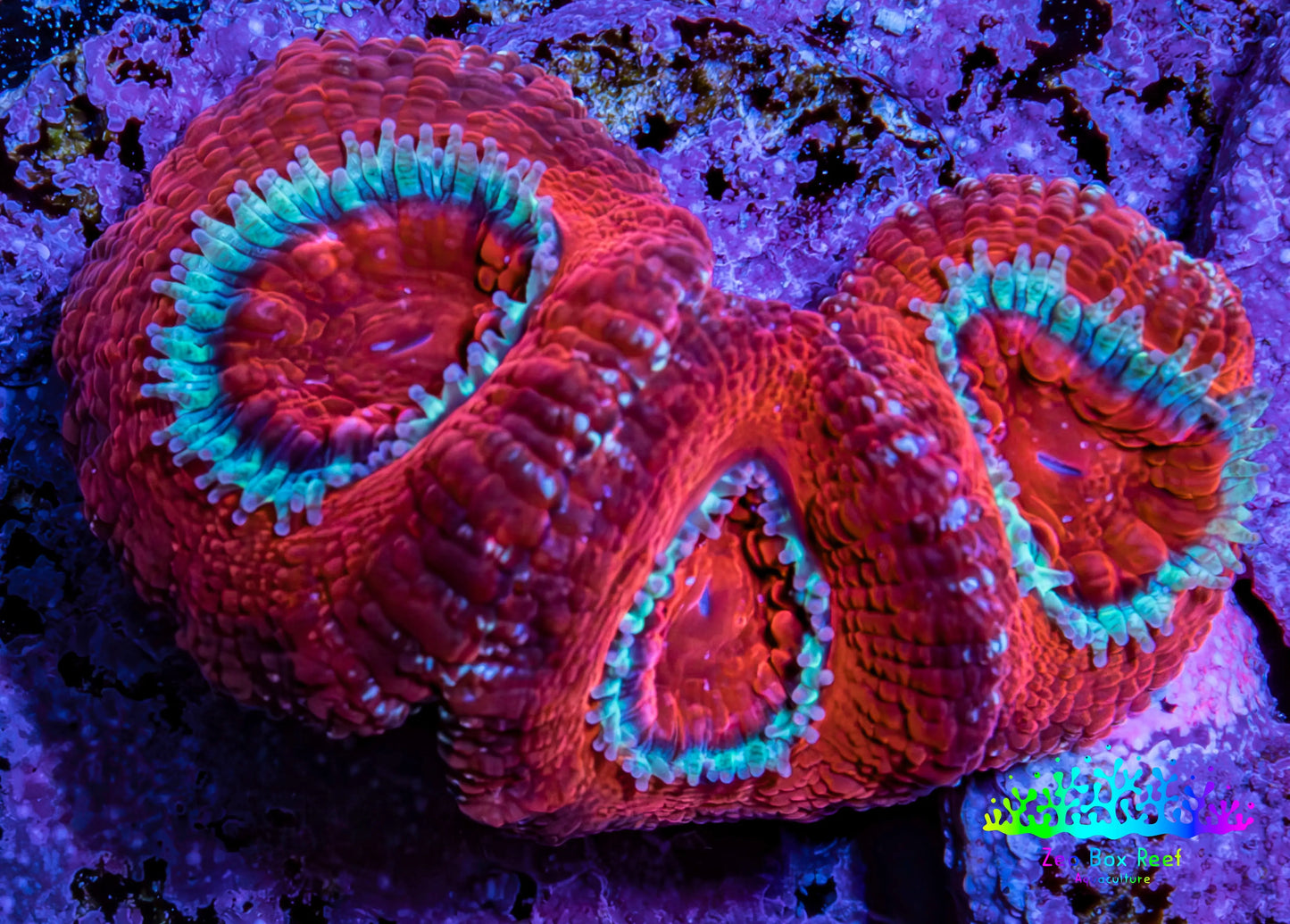 Ultra Acan Coral Frag WYSIWYG E1R2B1 Ultra Acan Coral Frag WYSIWYG E1R2B1 LPS Coral Ultra Acan Coral Frag WYSIWYG E1R2B1 Zeo Box Reef