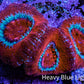 Ultra Acan Coral Frag WYSIWYG E1R2B1 Ultra Acan Coral Frag WYSIWYG E1R2B1 LPS Coral Ultra Acan Coral Frag WYSIWYG E1R2B1 Zeo Box Reef