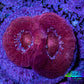 Ultra Acan Coral Frag WYSIWYG E2R2B1 Ultra Acan Coral Frag WYSIWYG E2R2B1 LPS Coral Ultra Acan Coral Frag WYSIWYG E2R2B1 Zeo Box Reef