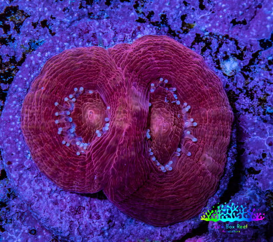 Ultra Acan Coral Frag WYSIWYG E2R2B1 Ultra Acan Coral Frag WYSIWYG E2R2B1 LPS Coral Ultra Acan Coral Frag WYSIWYG E2R2B1 Zeo Box Reef