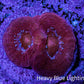 Ultra Acan Coral Frag WYSIWYG E2R2B1 Ultra Acan Coral Frag WYSIWYG E2R2B1 LPS Coral Ultra Acan Coral Frag WYSIWYG E2R2B1 Zeo Box Reef
